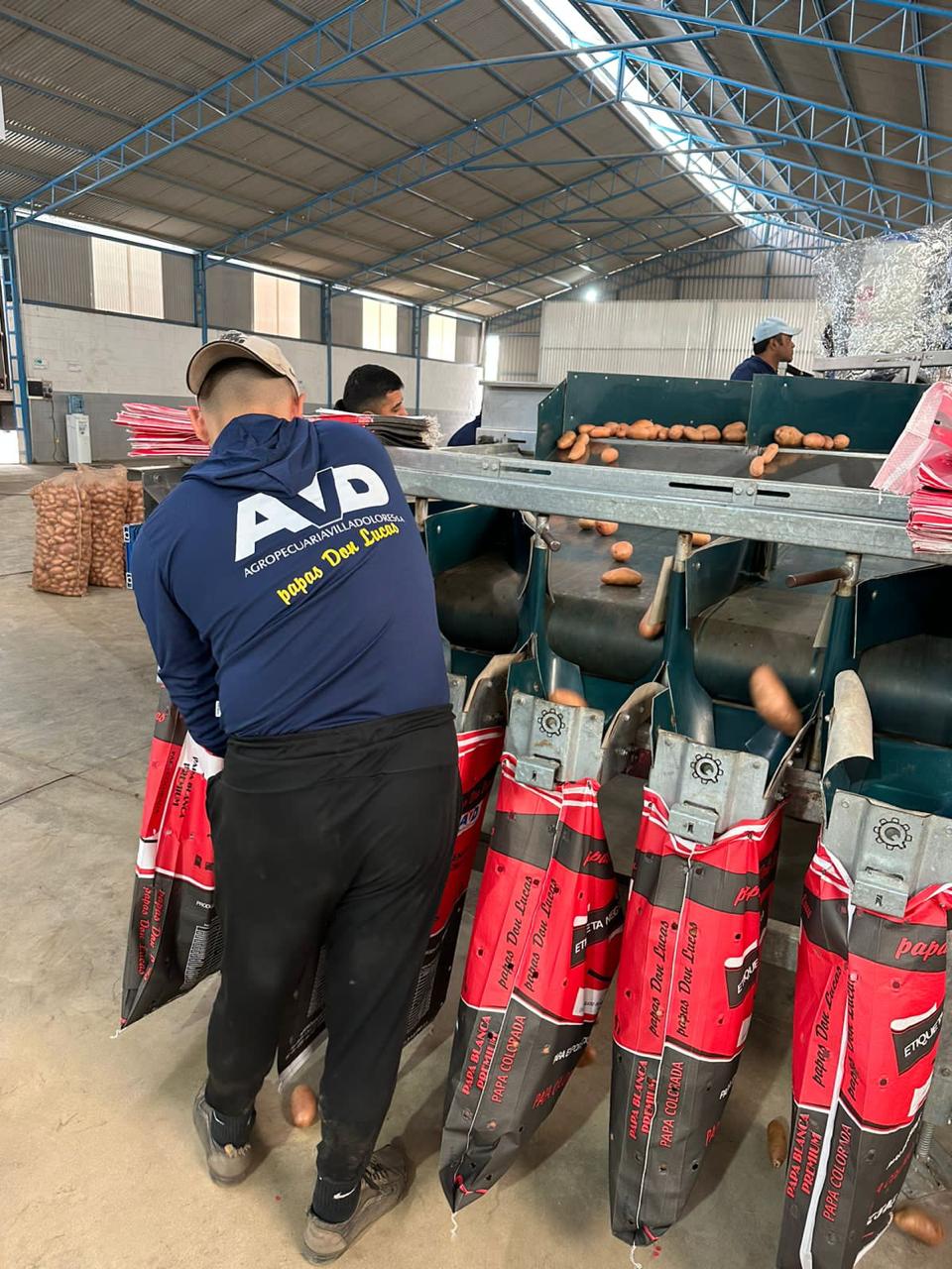 Papa Colorada Asterix